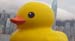 duck01
