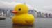 duck02