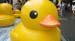 duck04