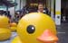 duck05