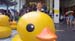 duck06