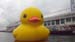 duck09