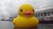 duck10