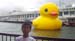 duck11